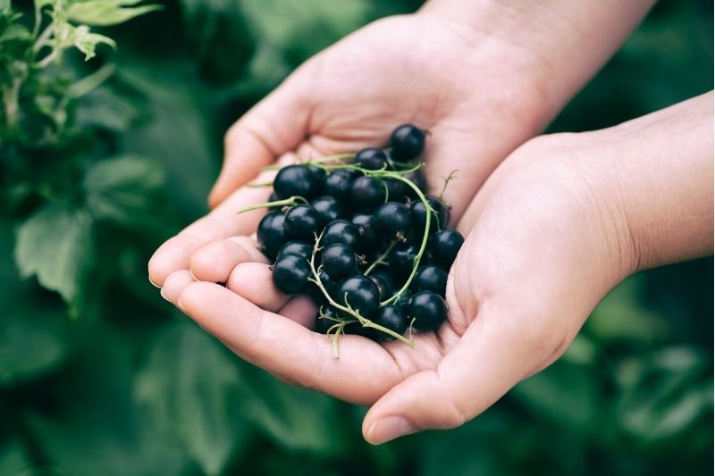 Černý rybíz bohatý zdroj vitaminu C